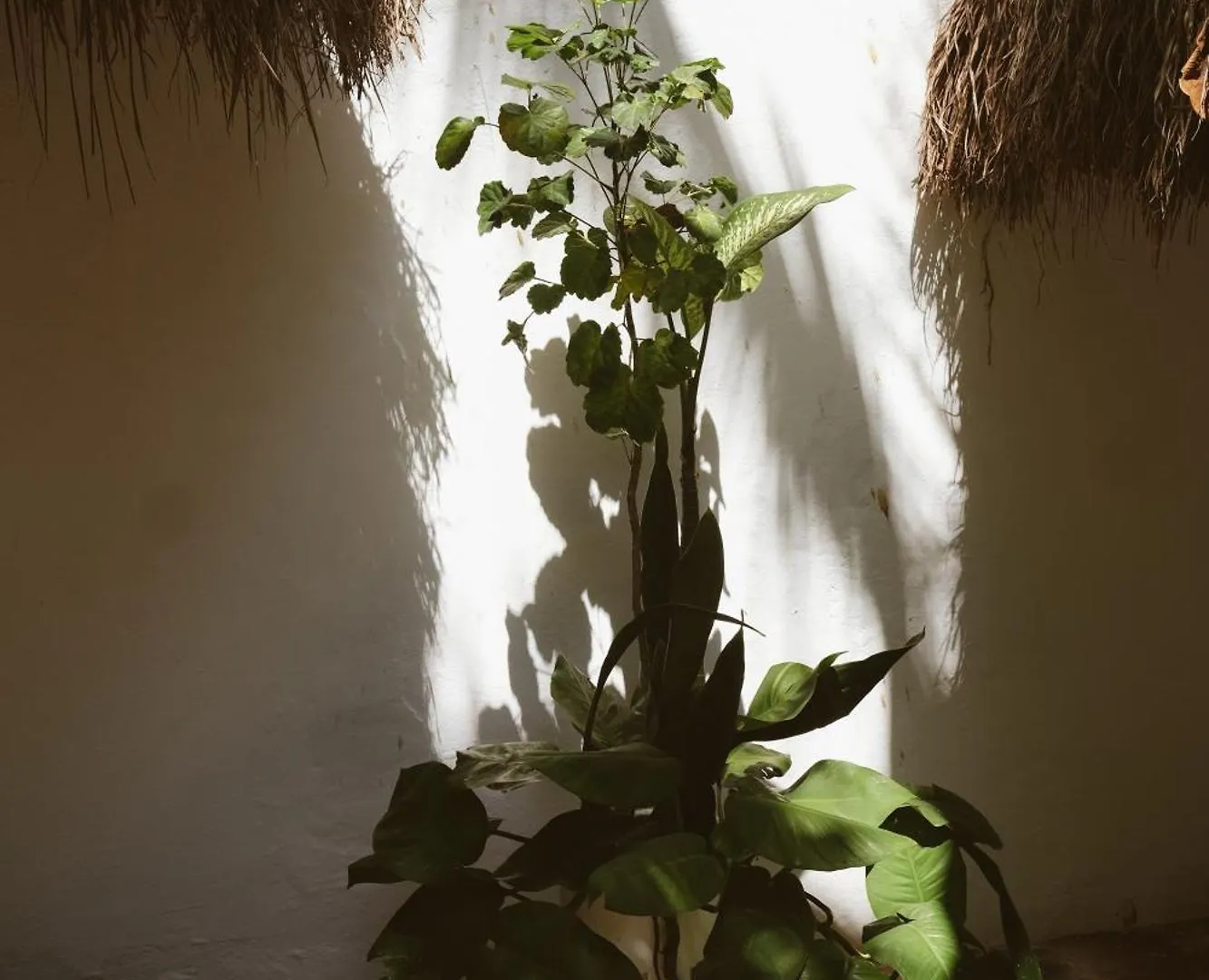 Hotel Casa Violeta Tulum